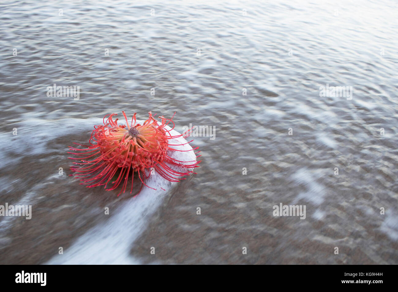 Pincushion fleur dans le sable submergé par une vague Banque D'Images Pincushion fleur dans le sable submergé par une vague Banque D'Images