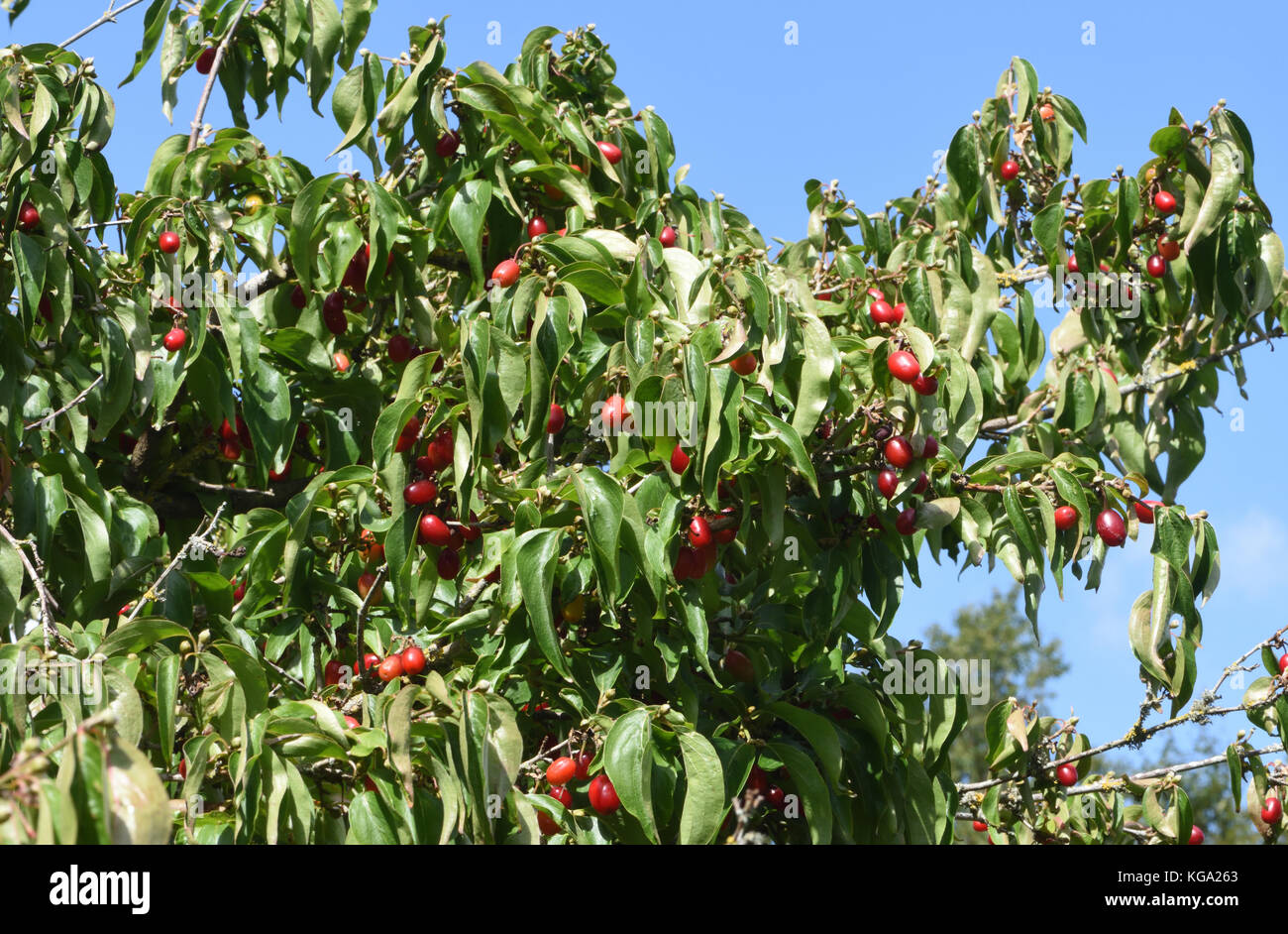 Fruits du cerisier en cornaline, cornel ou cerisier en cornaline (Cornus mas) sont utilisés dans les aliments et boissons en Europe quand il est mûr. Bedgebury Forêt Banque D'Images