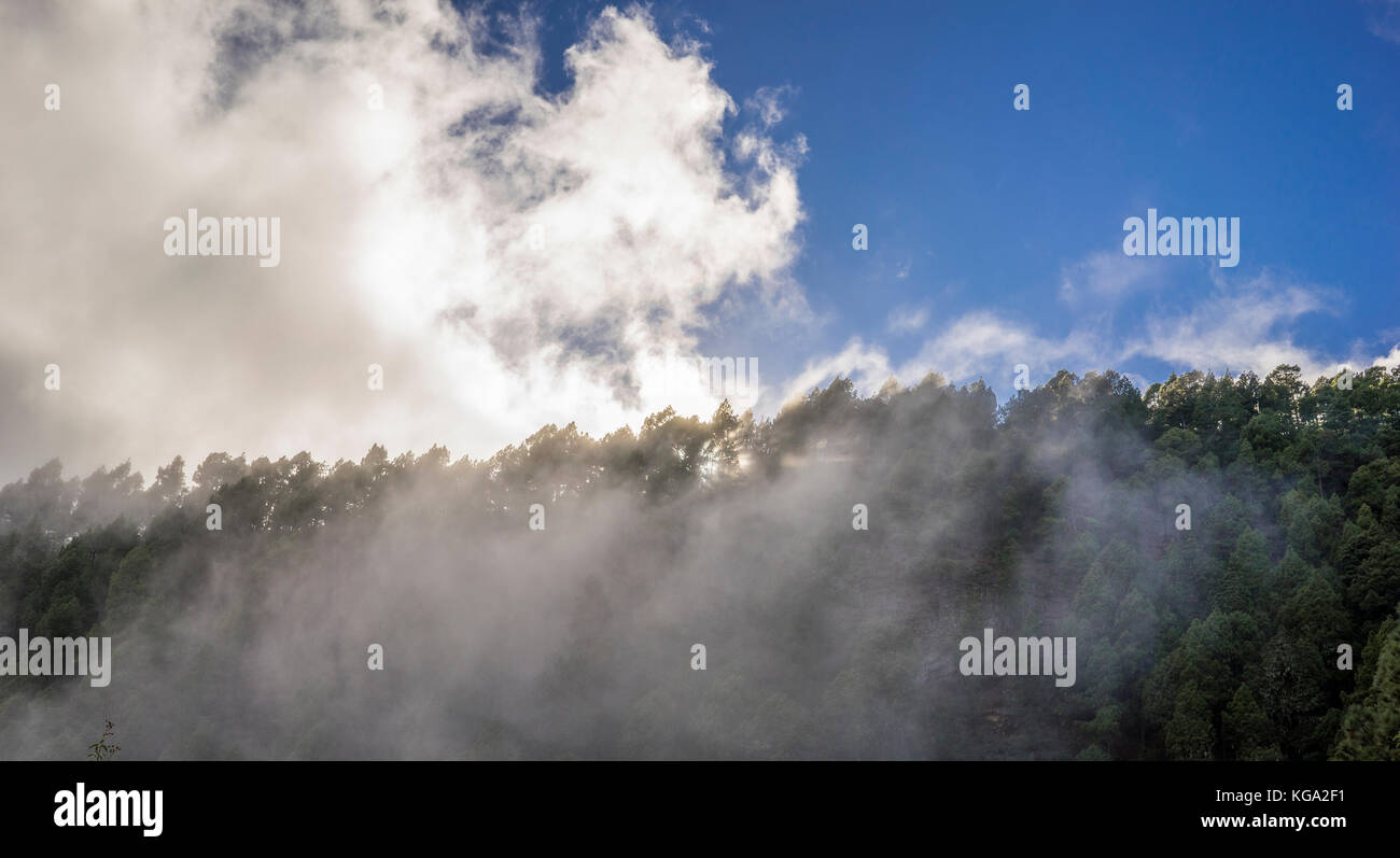 Un rayon de soleil filtre entre les arbres et les nuages Banque D'Images
