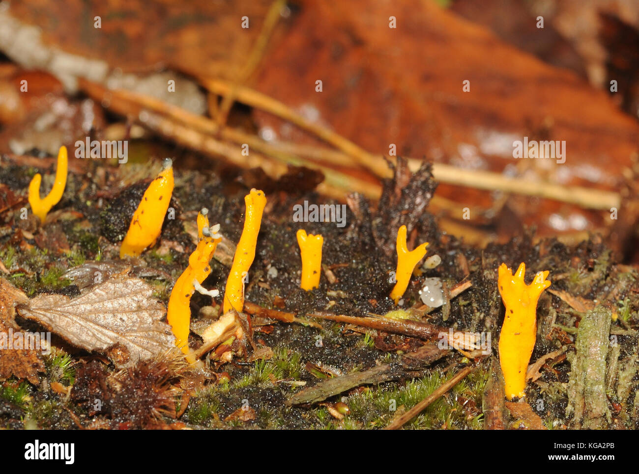 Petite Stagshorn jaune (Calocera viscosa) le champignon se développe à partir d'un tronc d'arbre en décomposition dans les forêts mixtes. L'île de Brownsea, Poole, Dorset, UK. Banque D'Images