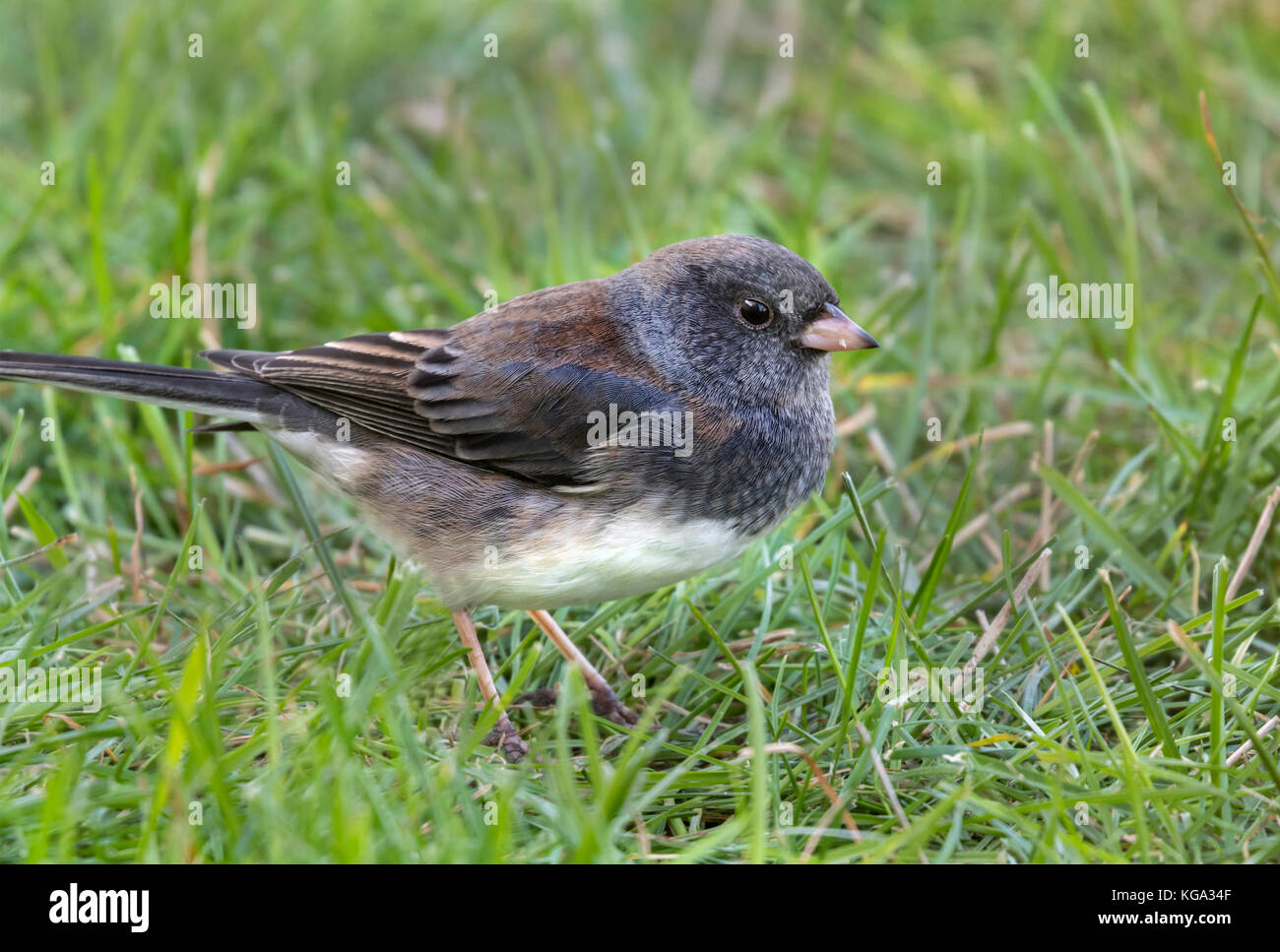 Le Junco ardoisé (Junco hyemalis), Ames, Iowa, USA. Banque D'Images