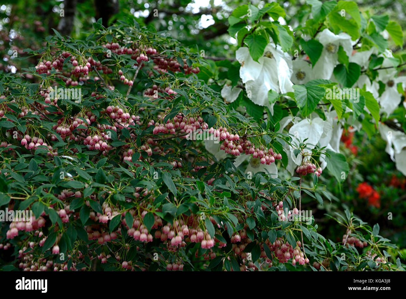 Enkianthus campanula rubra, fleur, fleurs, floraison, cloches, bell-like, printemps, arbuste, petit arbre, Fleurs RM Banque D'Images