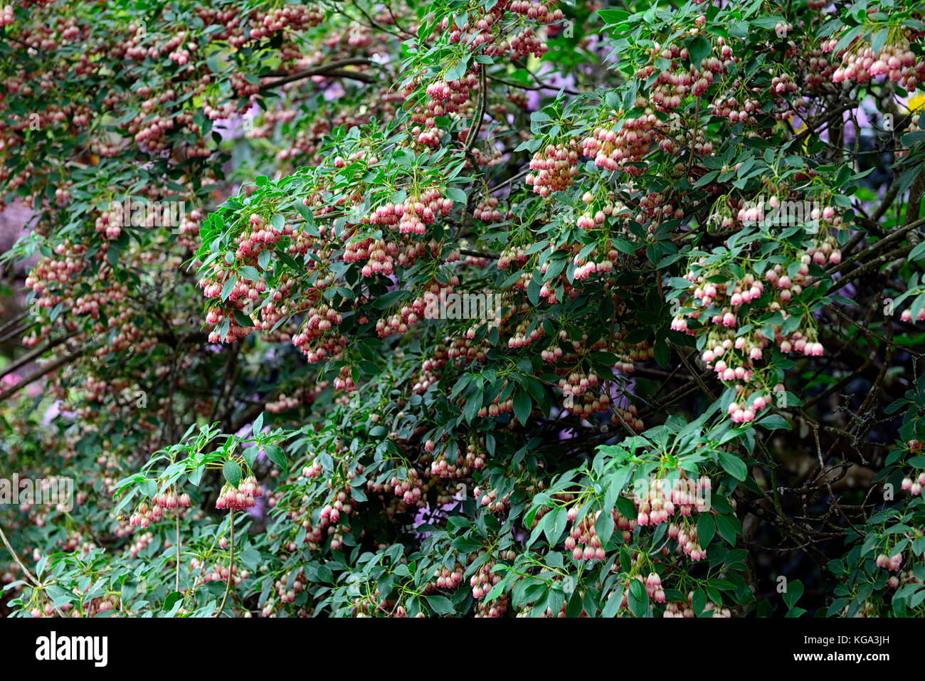 Enkianthus campanula rubra, fleur, fleurs, floraison, cloches, bell-like, printemps, arbuste, petit arbre, Fleurs RM Banque D'Images
