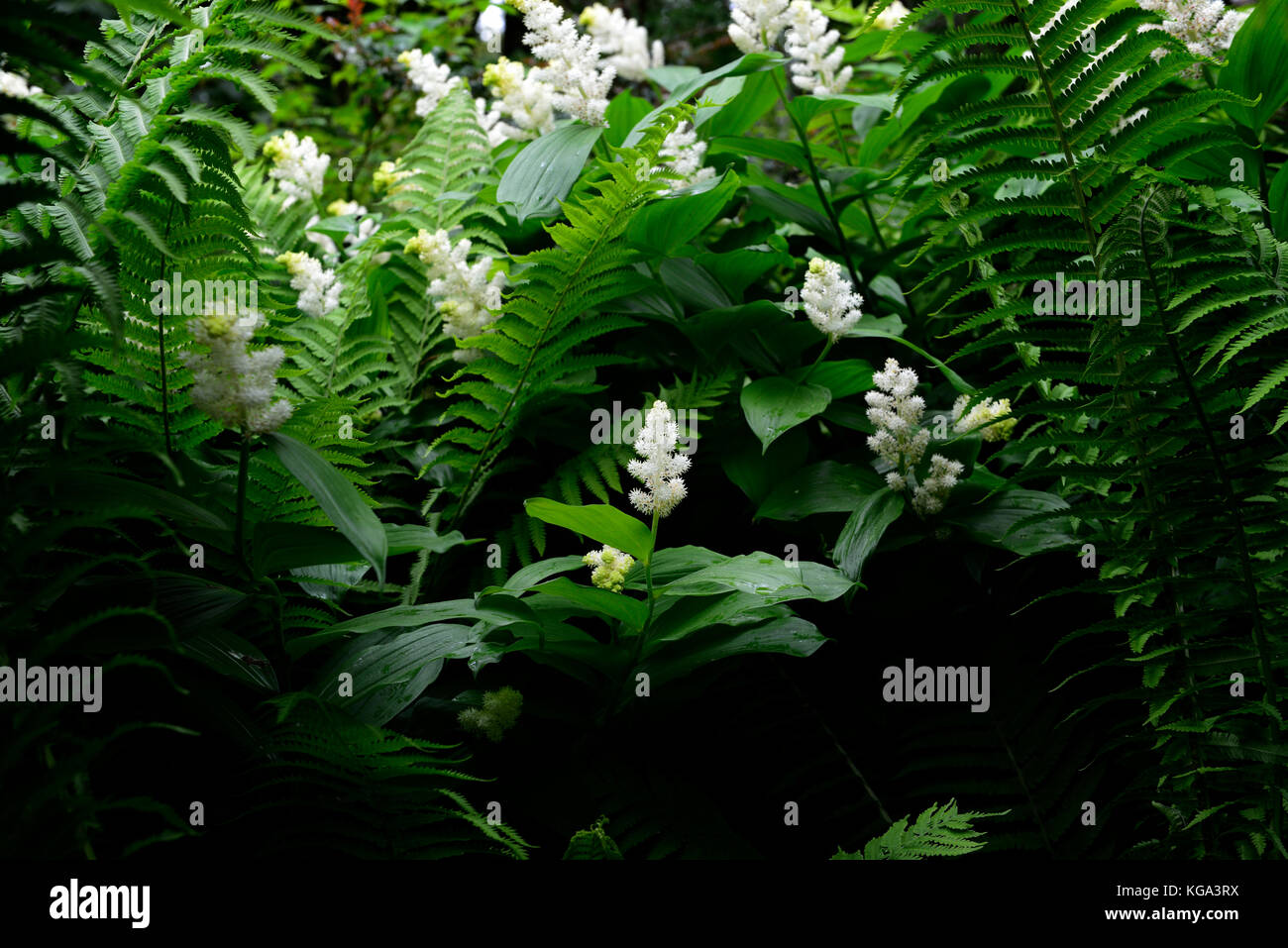 Maianthemum racemosum,American spikenard, faux nard, blanc, fleurs,racèmes simples, panicules, bois, bois, ombre, Ombre, ombre, jardin, Fleurs RM Banque D'Images