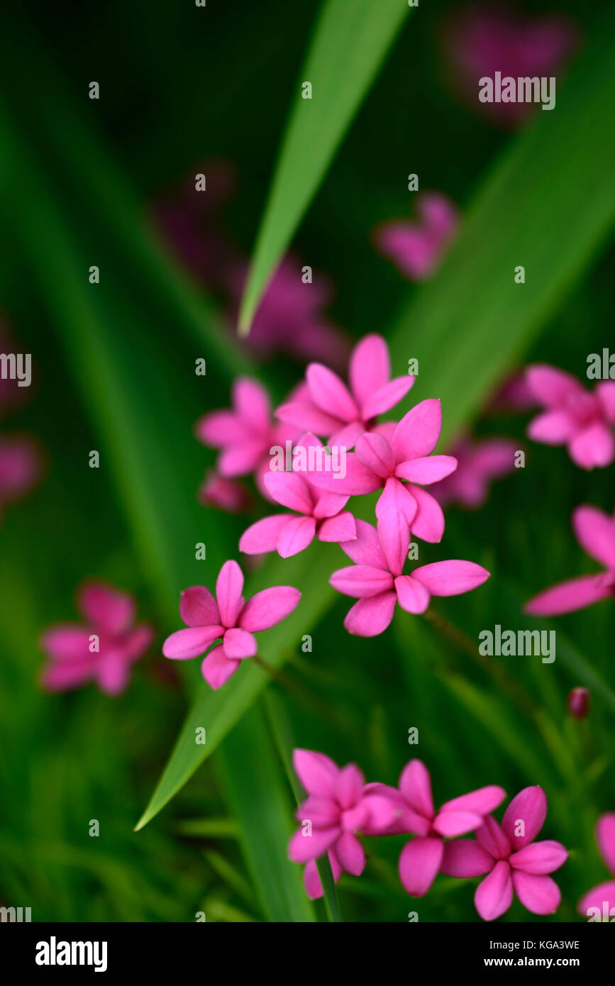 Rhodohypoxis, rose, fleur, fleurs, floraison, plante, plantes alpines, floral, RM Banque D'Images