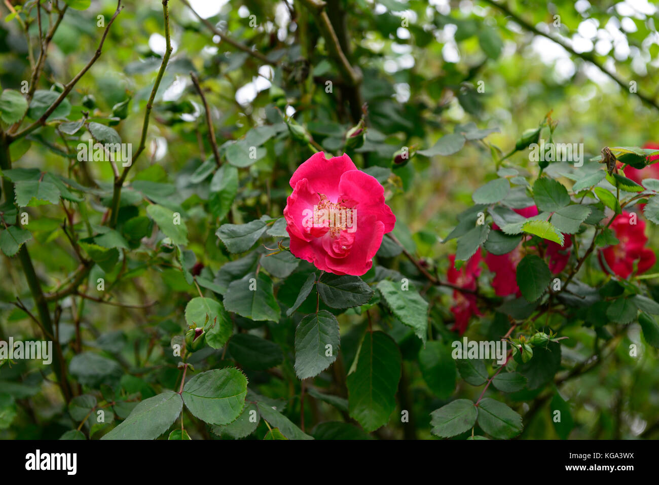 Rosa moyesii Eddie's jewel, hybride, arbuste, rose, roses, rouge, fleur, fleurs, floraison, fleurs, fleurs floral,rm Banque D'Images