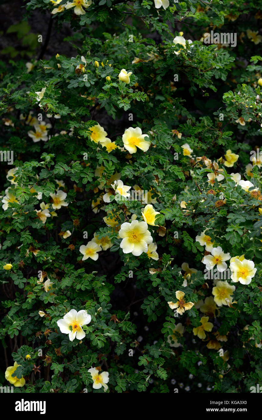 Rosa xanthina Canary Bird, ,jaune,fleur rose arbuste, fleurs, grappes de fougères,comme le feuillage, grandes tiges épineuses, Floral RM Banque D'Images