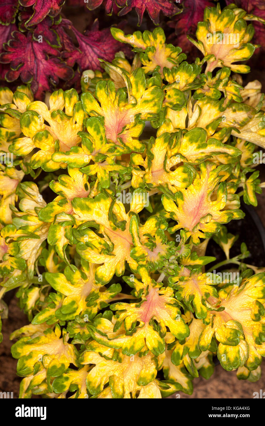 Feuillage vert et jaune éblouissant de Coleus Solenostemon / Coral, Ruffles hybride, masse de feuilles panachées de couleurs vives avec des bords à froufrous Banque D'Images