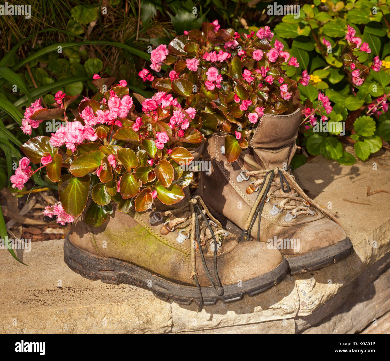 Vieilles bottes à fleurs roses de bégonias literie Banque D'Images