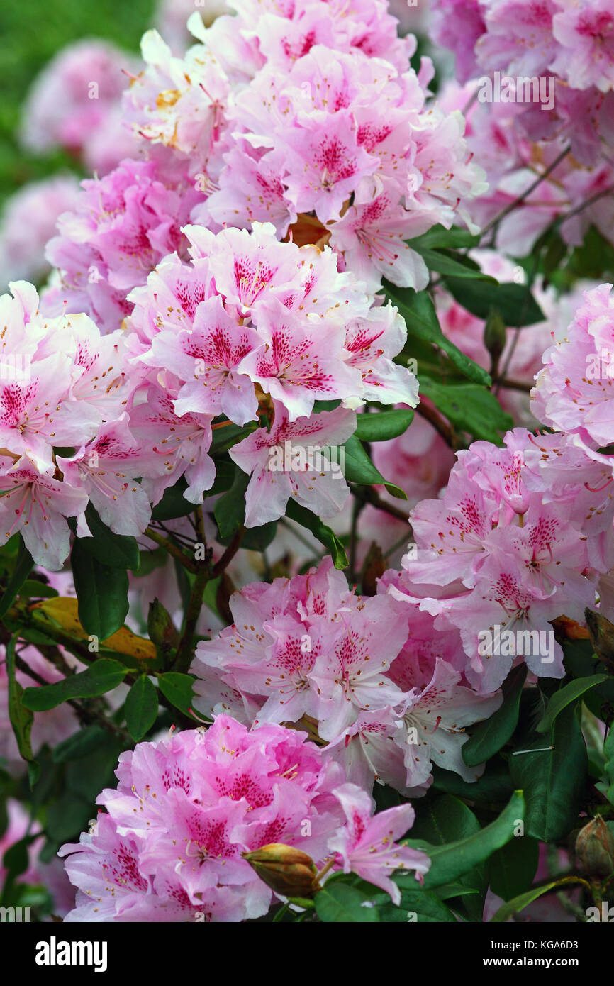 Rhododendron rose fleurs en pleine floraison Banque D'Images