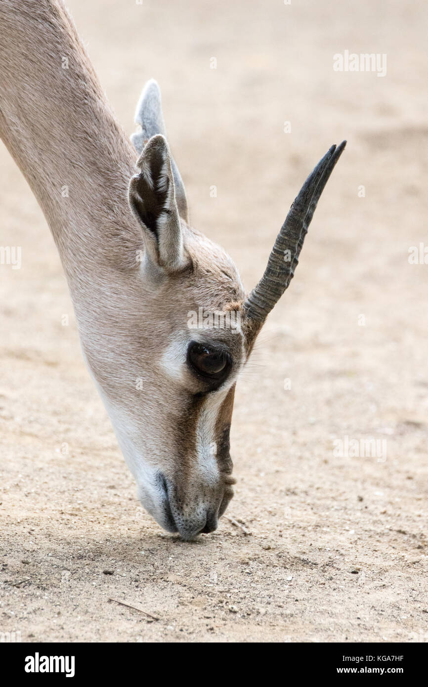 La gazelle de speke - gazella spekei spécimen en captivité Banque D'Images