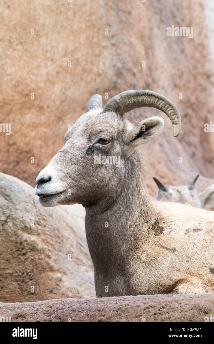 Mouflon désert - Ovis canadensis nelsoni prisonnier Banque D'Images