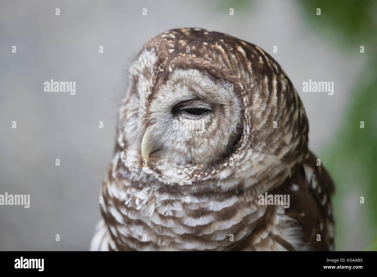 Portrait Owl, Alaska Banque D'Images