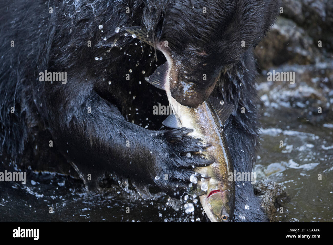 L'ours noir avec du saumon dans la bouche Banque D'Images
