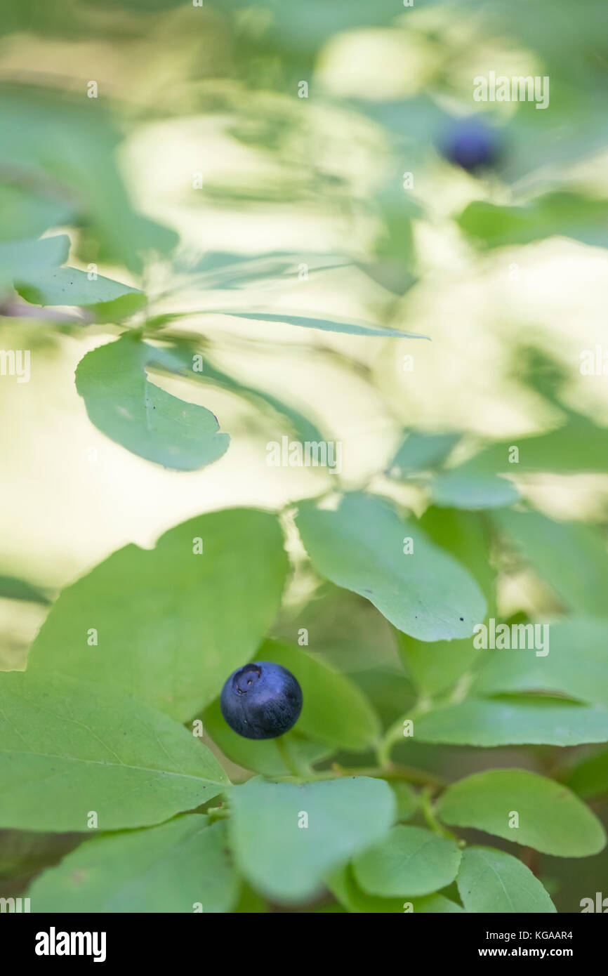 Bush de bleuets sauvages Banque D'Images