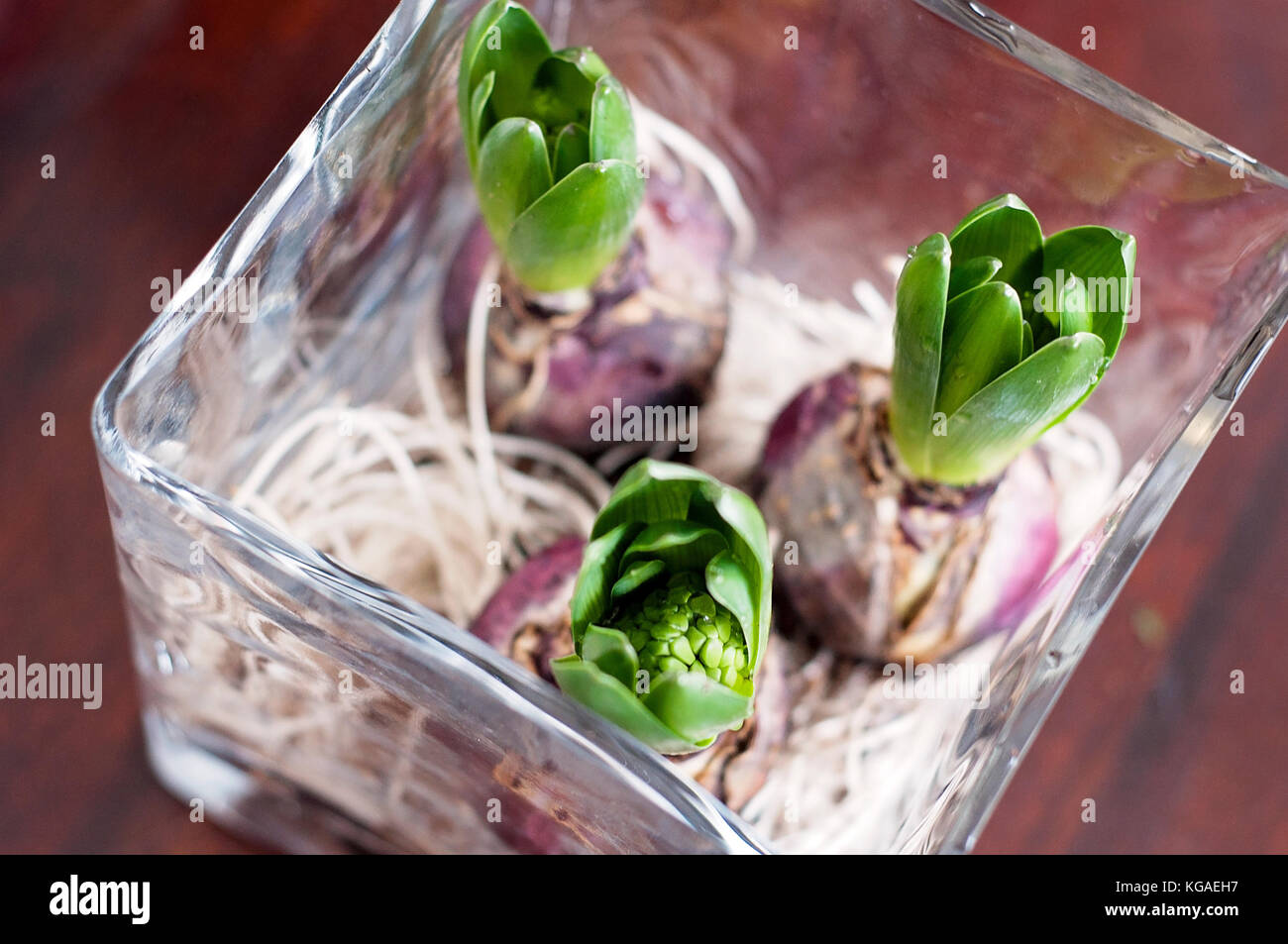Jacinthe croissant dans un bocal en verre sur une table en bois Photo Stock  - Alamy