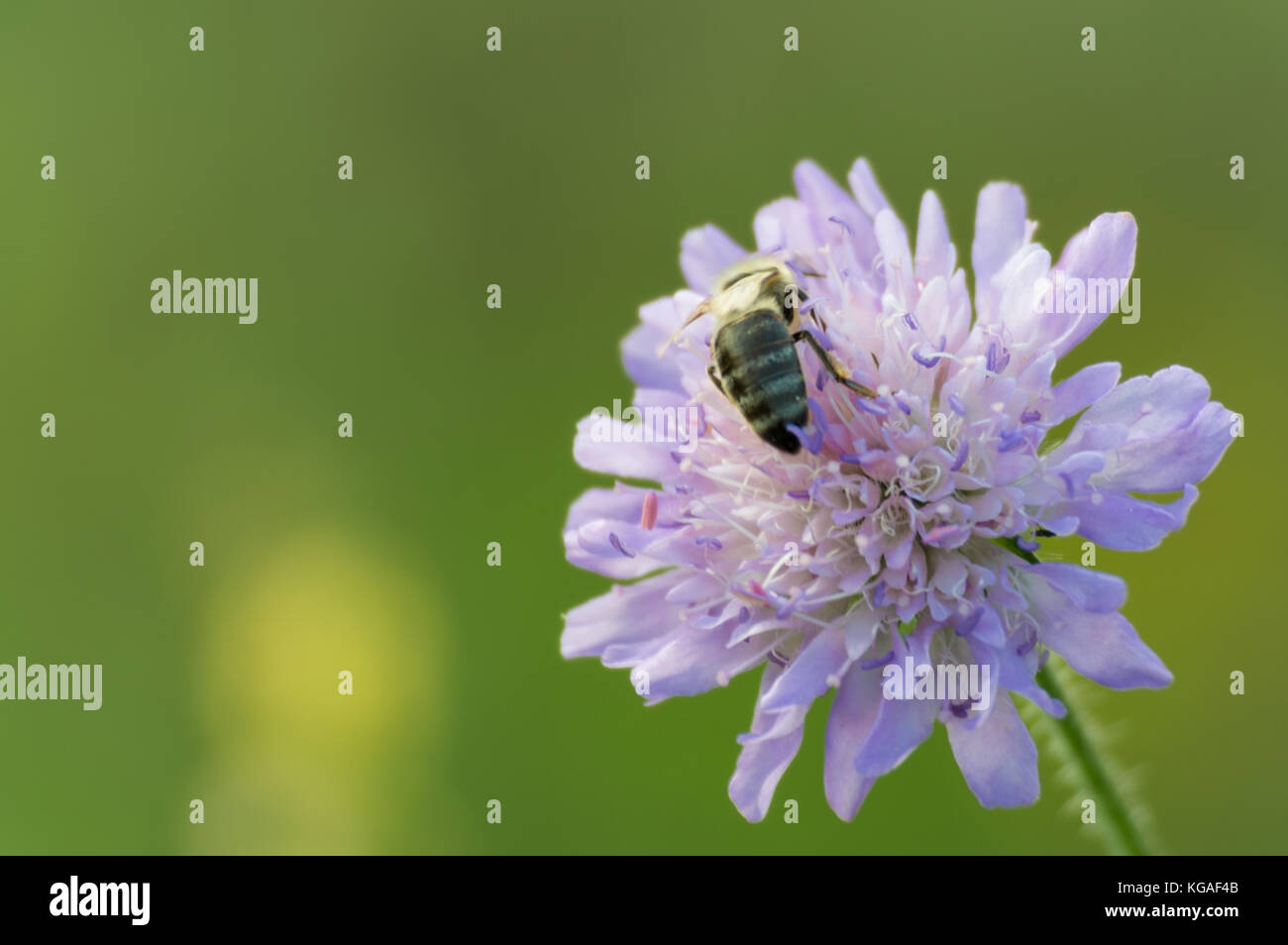 La récolte du miel des abeilles de pincushion flower Banque D'Images