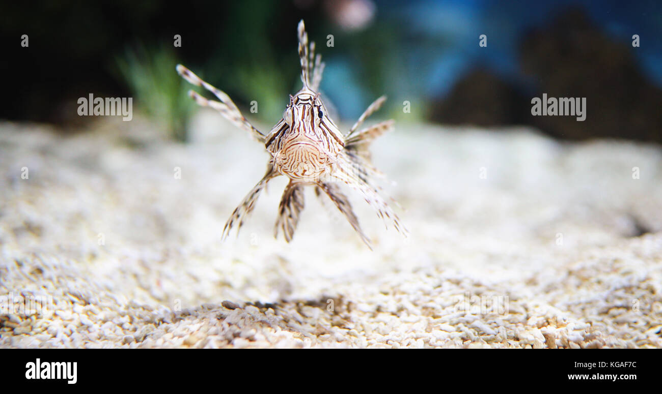 Portrait de beaux poissons lion venimeux dans l'aquarium Banque D'Images