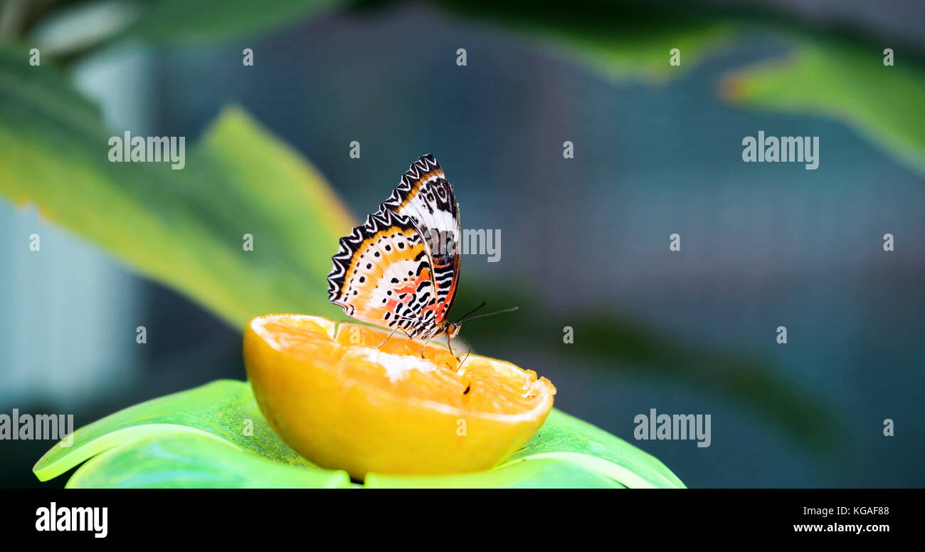 Photo de jolie papillon coloré sur le citron Banque D'Images