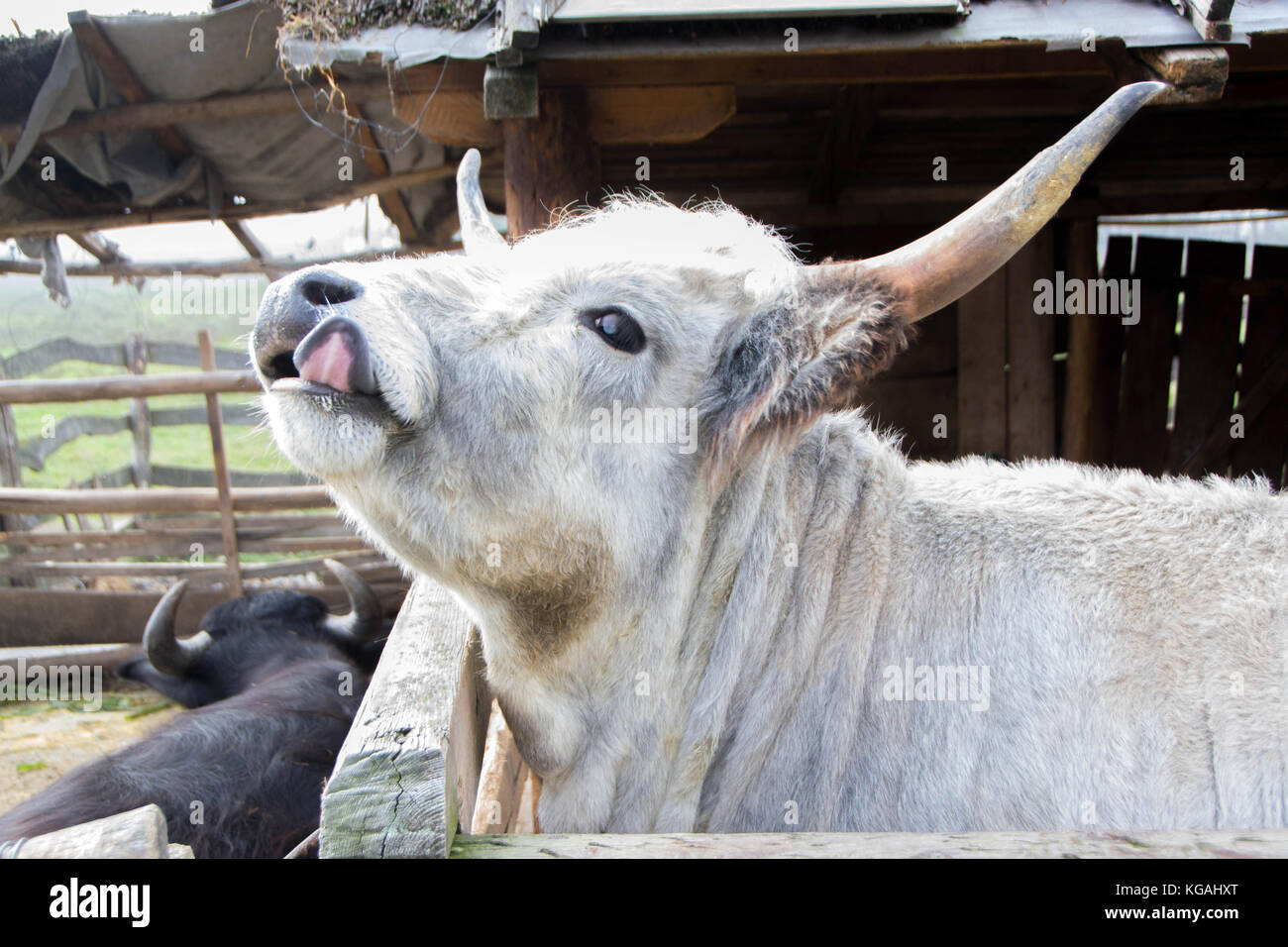 Podolian cow vient directement d'Europe gc, l'tur (Bos primigenius) bojenus. Les photos sont de zasavica parc national ; la Serbie, Europe Banque D'Images