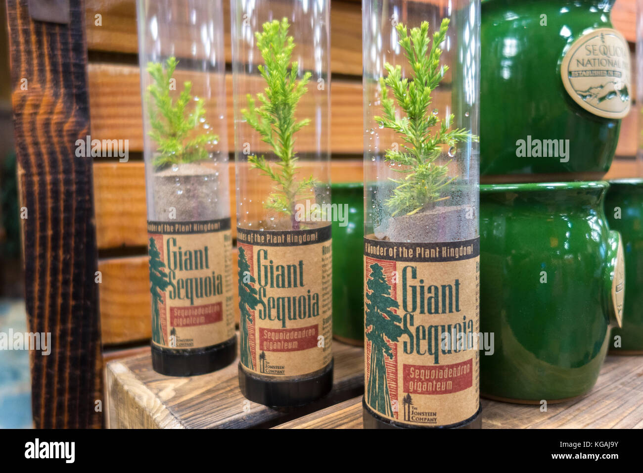 De jeunes arbres Séquoia Sequoia gaules comme souvenirs à vendre comme souvenirs à Sequoia National Park Banque D'Images