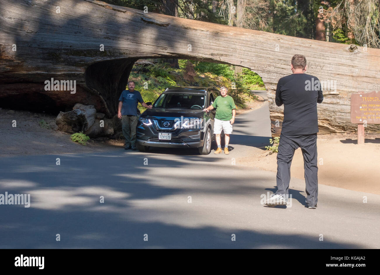 Sequoia National Park. Posant avec la voiture et la conduite par tunnel Log Banque D'Images
