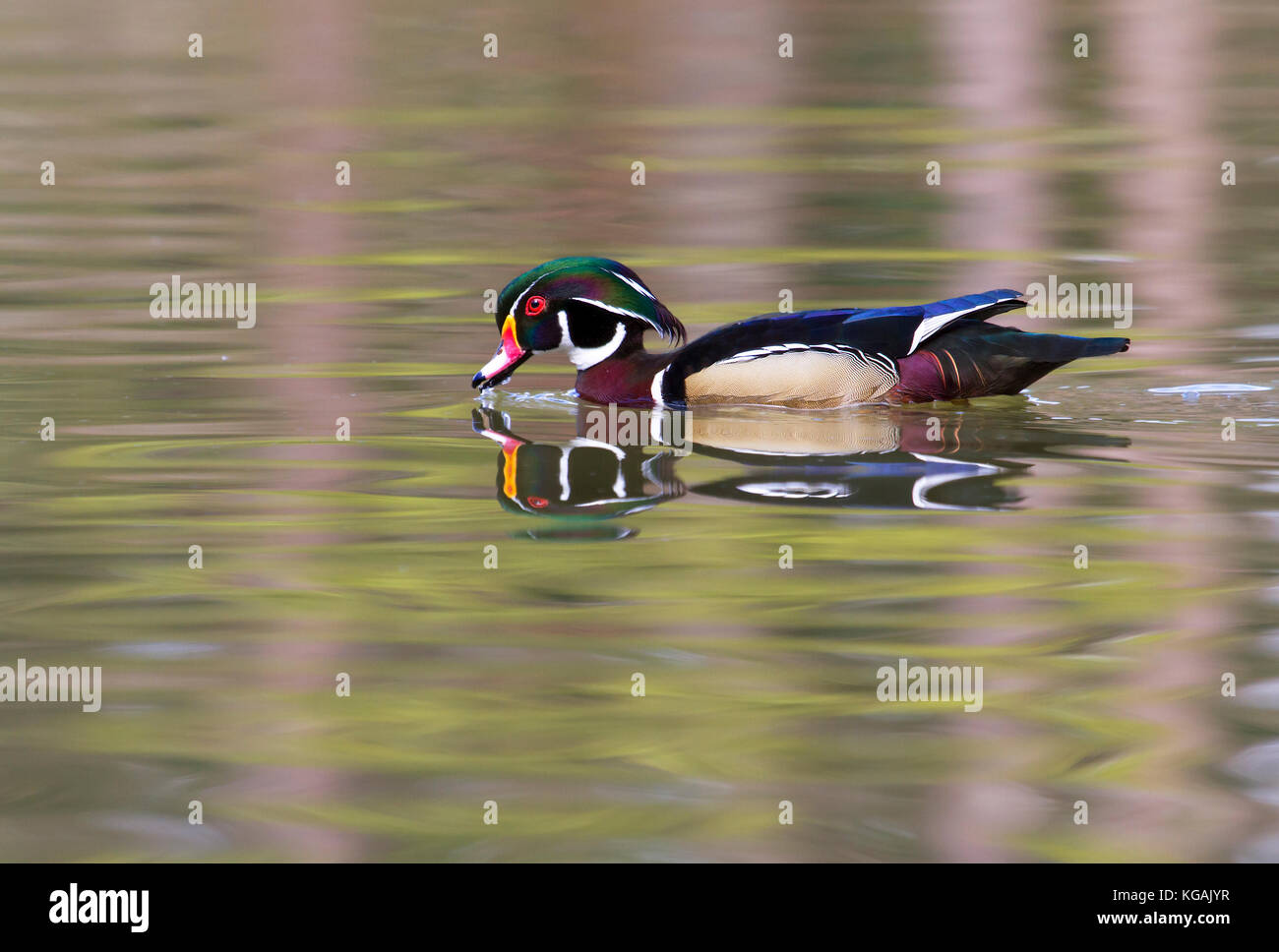 Canard de bois mâle nageant dans le lac avec réflexion dans l'eau Banque D'Images