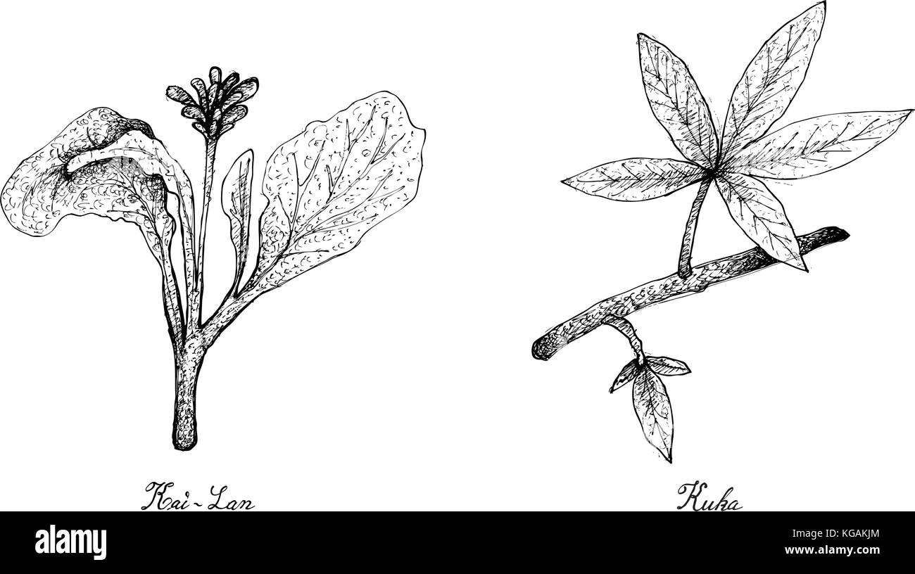 Salade de légumes, illustration de croquis à main delicious fresh green kai lan et kuka feuilles isolées sur fond blanc. Illustration de Vecteur