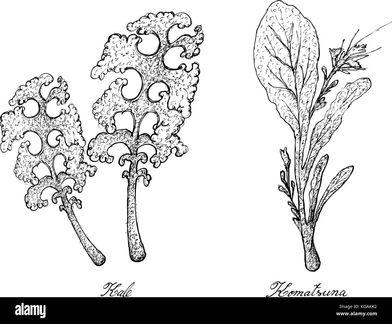 Salade de légumes, illustration de croquis à main delicious fresh green kale et plantes komatsuna isolé sur fond blanc. Illustration de Vecteur