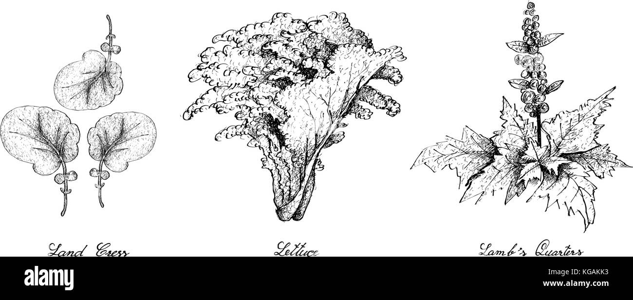 Salade de légumes, illustration de croquis à main delicious fresh green land le cresson, la laitue et les plantes le chénopode blanc isolé sur fond blanc. Illustration de Vecteur