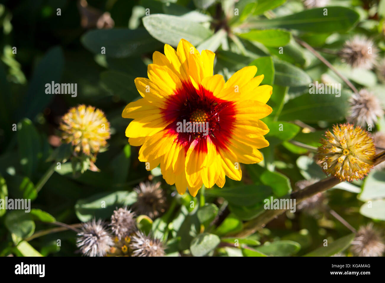 Gaillardia Garden Photos Gaillardia Garden Images Alamy