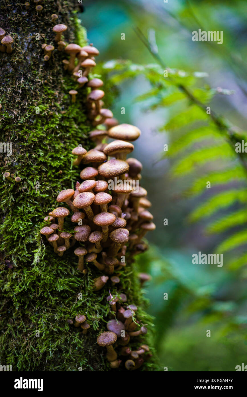 Champignons au miel Armillaria ostoyae (cluster) sur l'écorce des arbres Banque D'Images