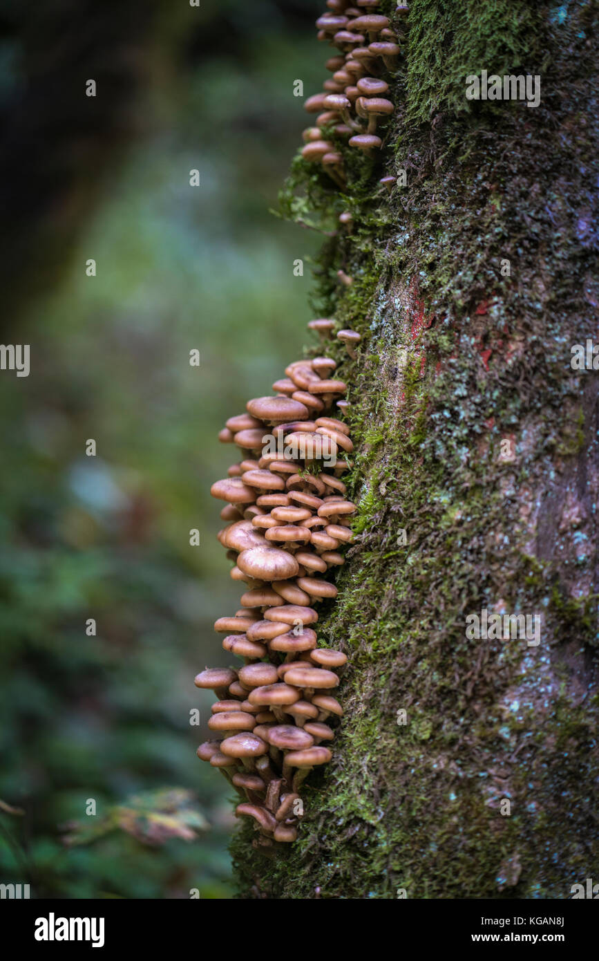 Champignons au miel Armillaria ostoyae (cluster) sur l'écorce des arbres Banque D'Images