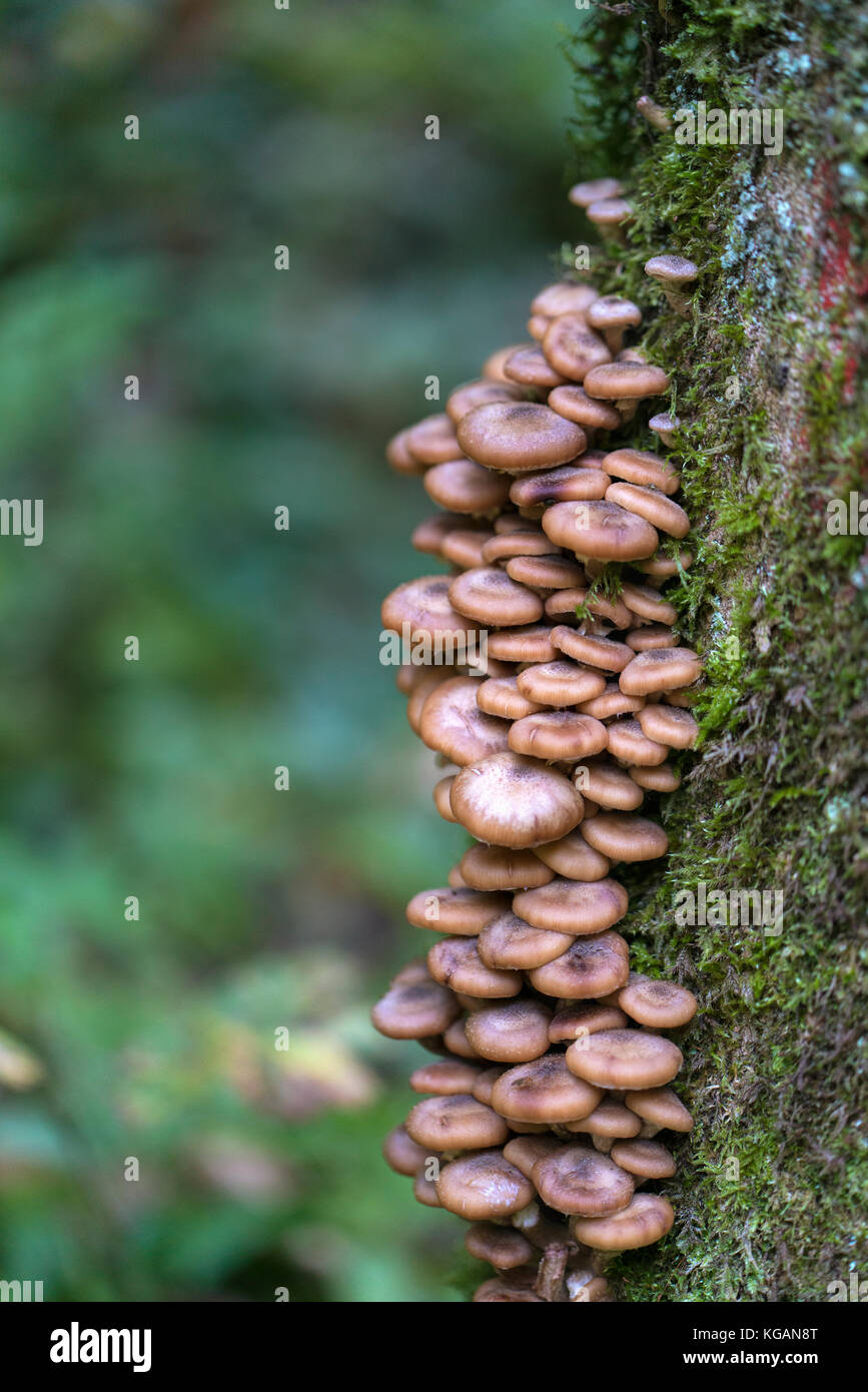 Champignons au miel Armillaria ostoyae (cluster) sur l'écorce des arbres Banque D'Images