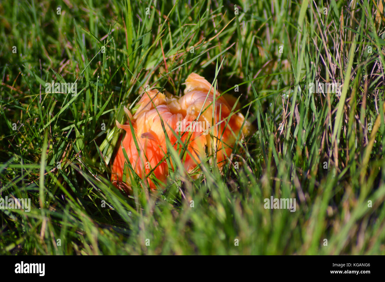 Champignon rouge/orange sur l'herbe Banque D'Images