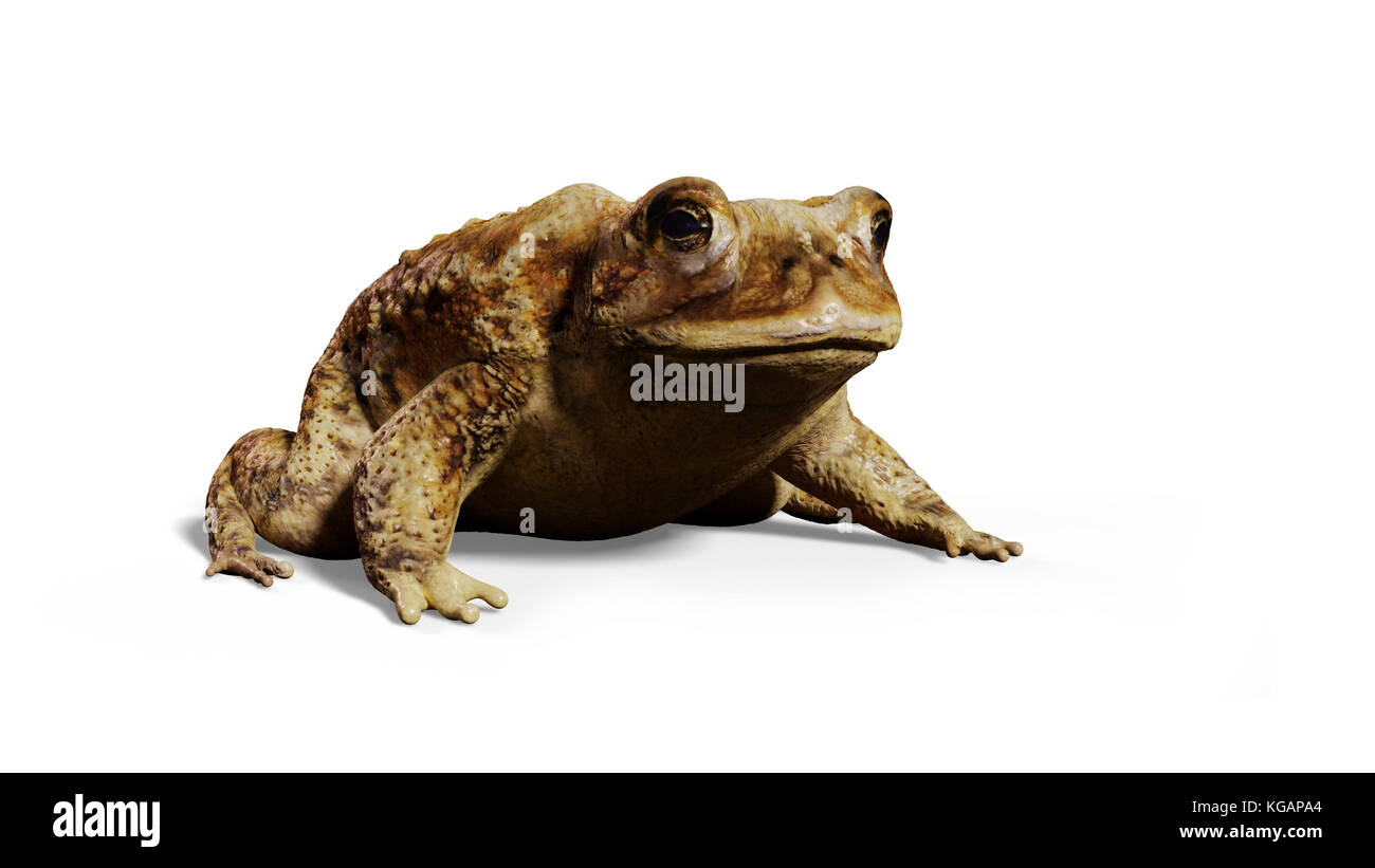 Crapaud commun (Bufo bufo) assis, isolé sur fond blanc Banque D'Images