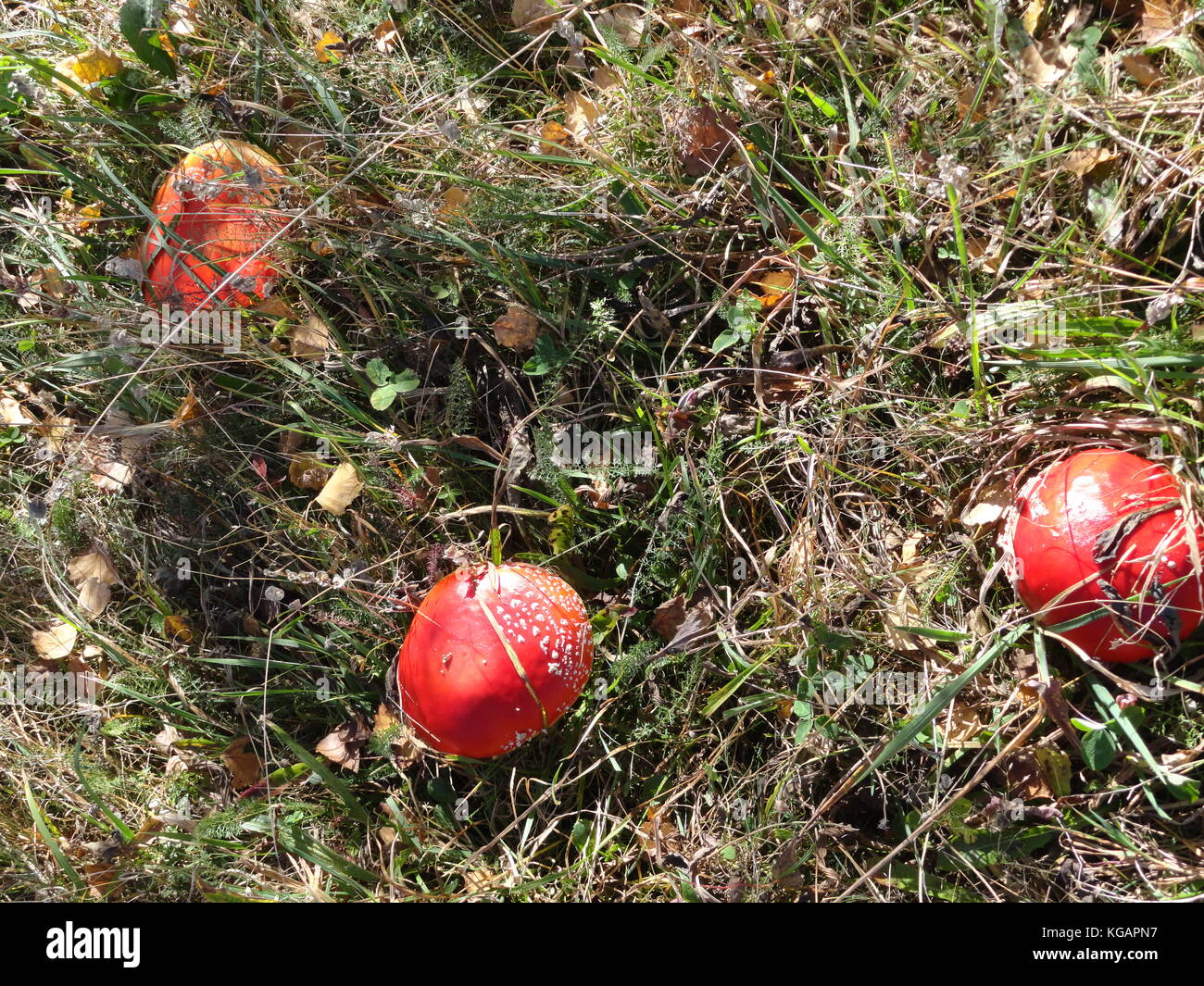 Capture de rares champignons agaric en région montagneuse. Banque D'Images