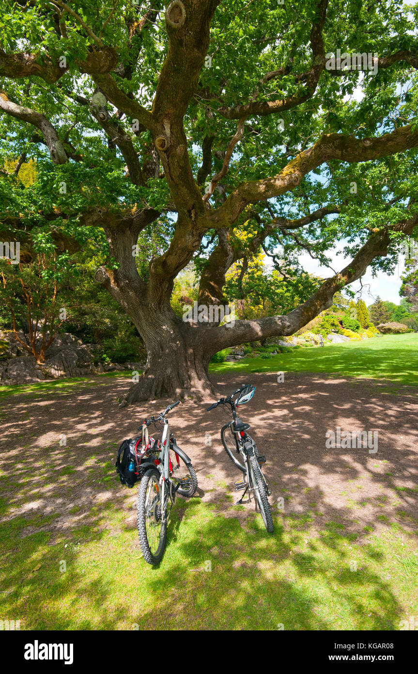 Vélos à proximité d'un grand chêne arbre à Muckross House and Gardens, le Parc National de Killarney, comté de Kerry, Irlande Banque D'Images