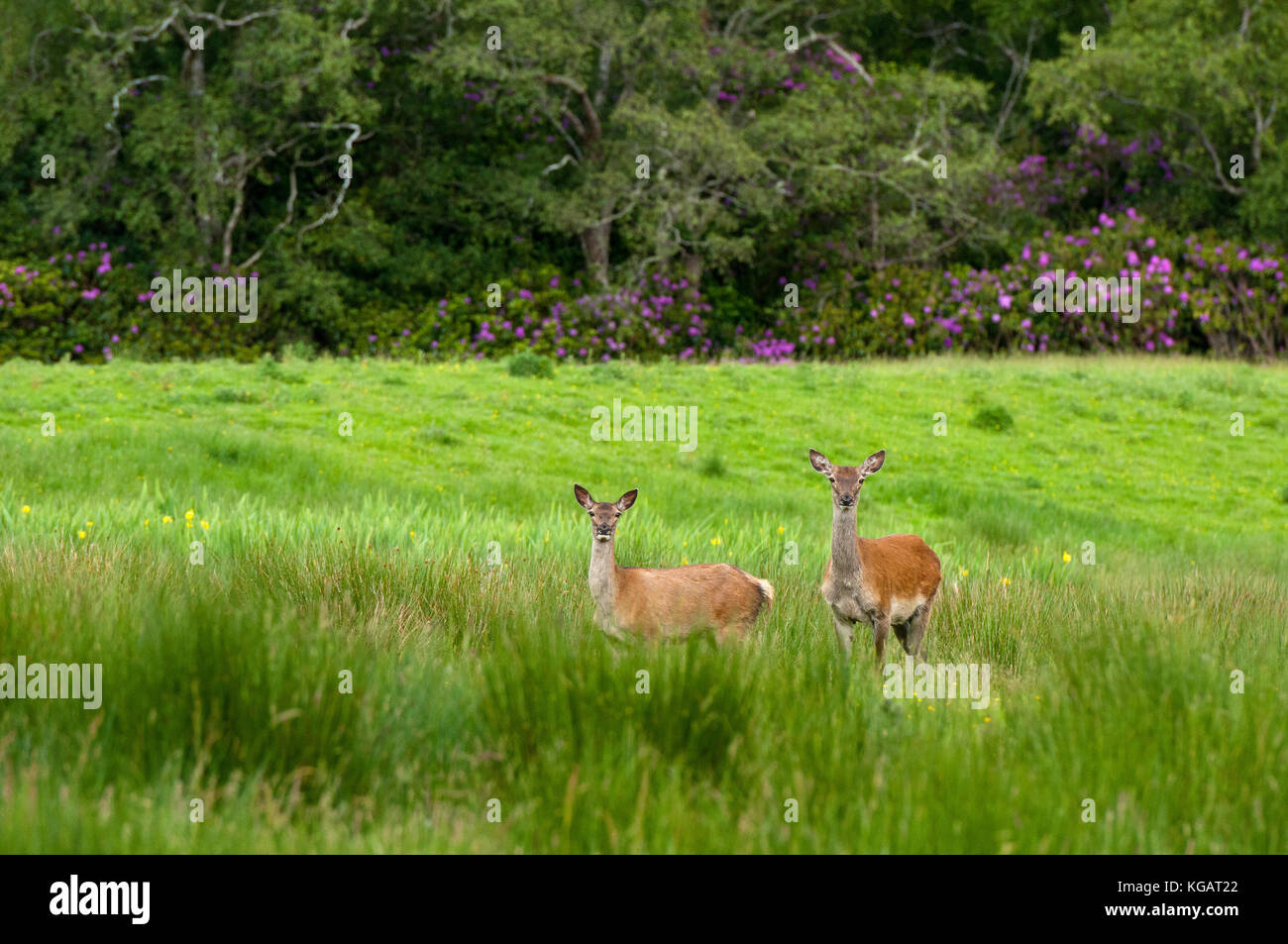 Red Deer (Cervus elaphus), le Parc National de Killarney, comté de Kerry, Irlande Banque D'Images