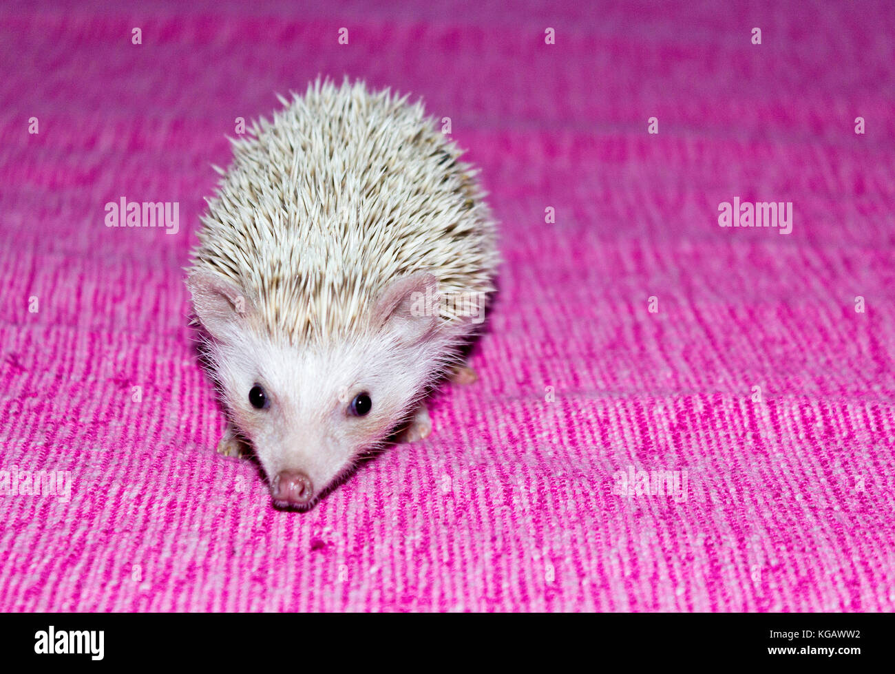 Animal- quatre-toed hedgehog (atelerix albiventris) ou hérisson pygmée d'afrique Banque D'Images