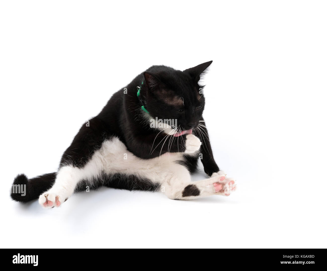 Patte De Chat Qui Leche Banque D Images Detourees Alamy