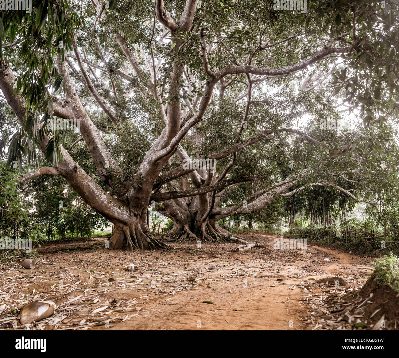 Hsipaw 3-journée de randonnée à Shan Villages - 200 + ans arbre de bodhi Banque D'Images