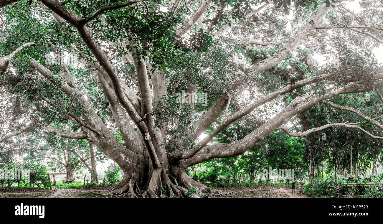 Hsipaw 3-journée de randonnée à Shan Villages - 200 + ans arbre de bodhi Banque D'Images