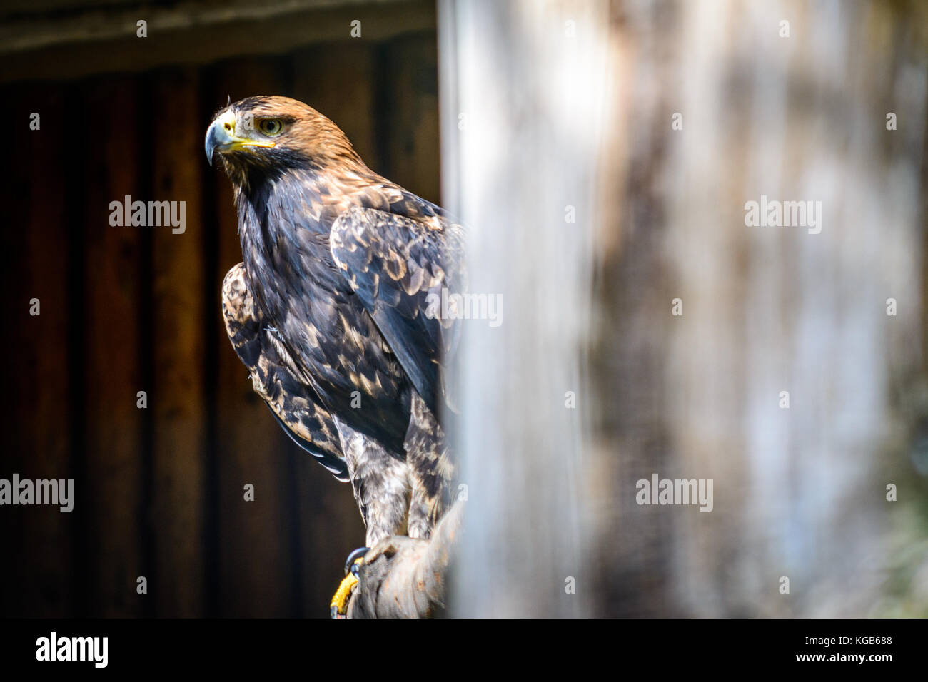 L'Aigle royal (Aquila chrysaetos) sitting on tree Banque D'Images