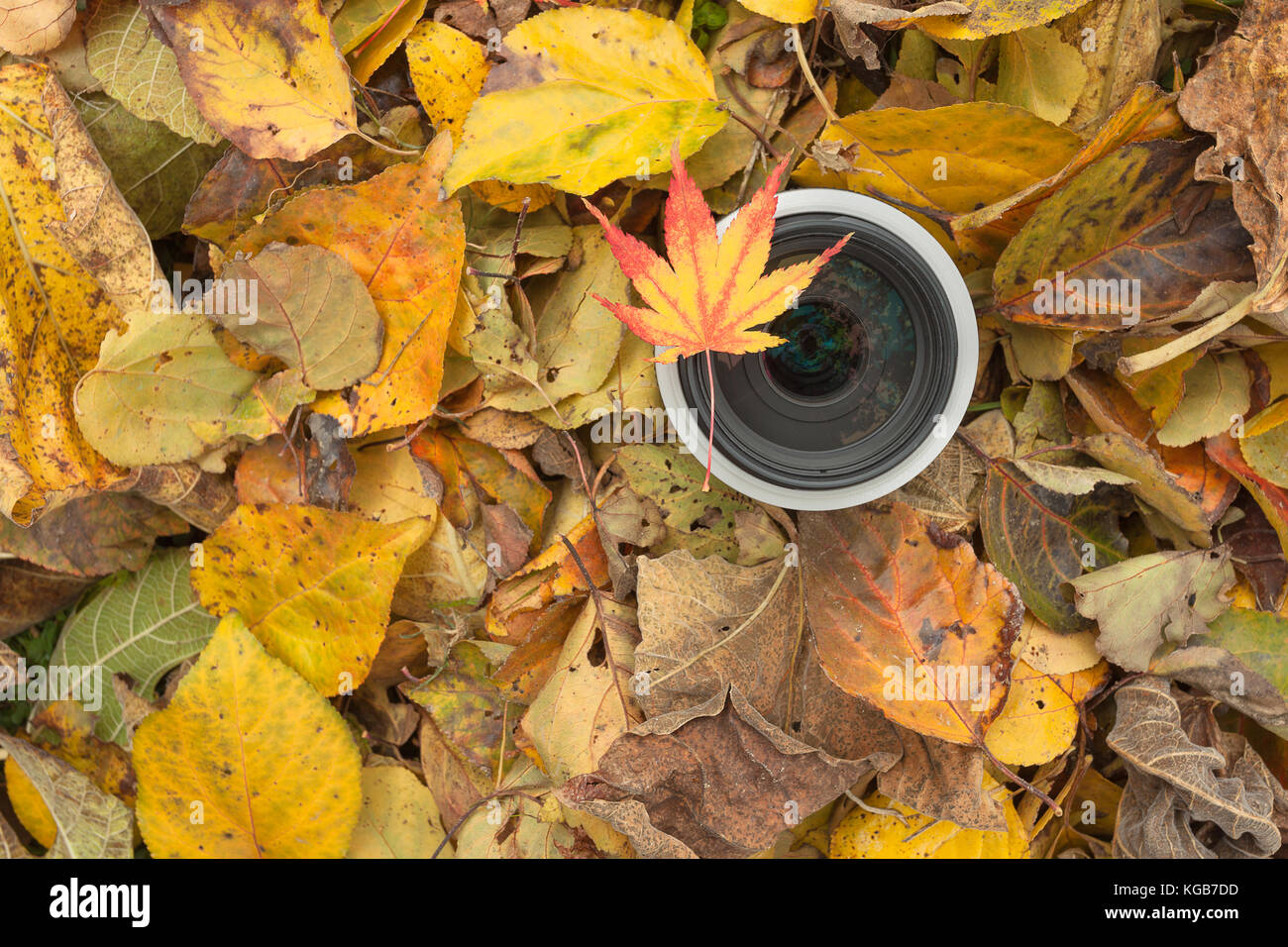 Un objectif de caméra sur un contexte à l'automne les feuilles colorées Banque D'Images