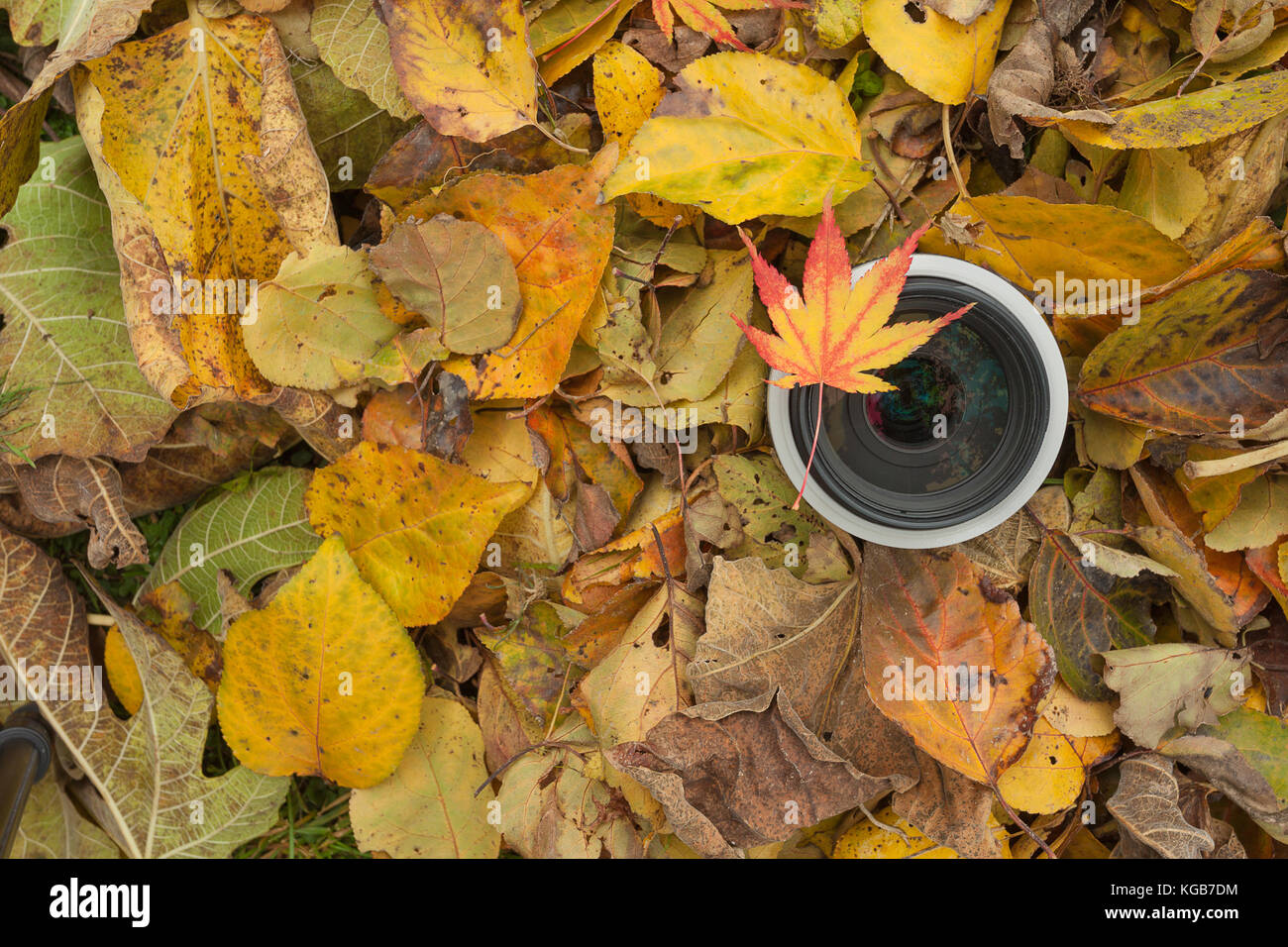 Un objectif de caméra sur un contexte à l'automne les feuilles colorées Banque D'Images