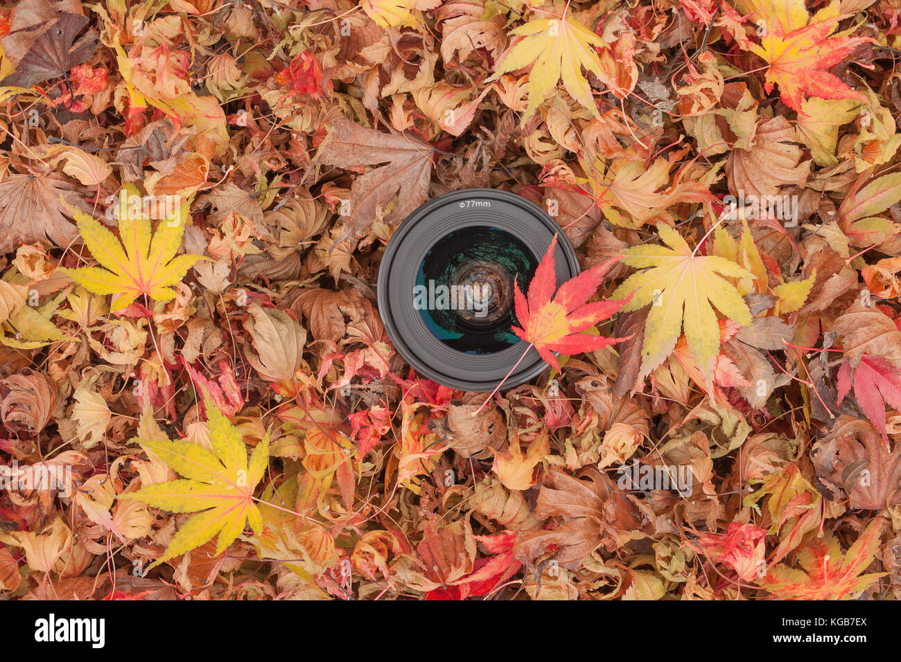 Un objectif de caméra sur un contexte à l'automne les feuilles colorées Banque D'Images