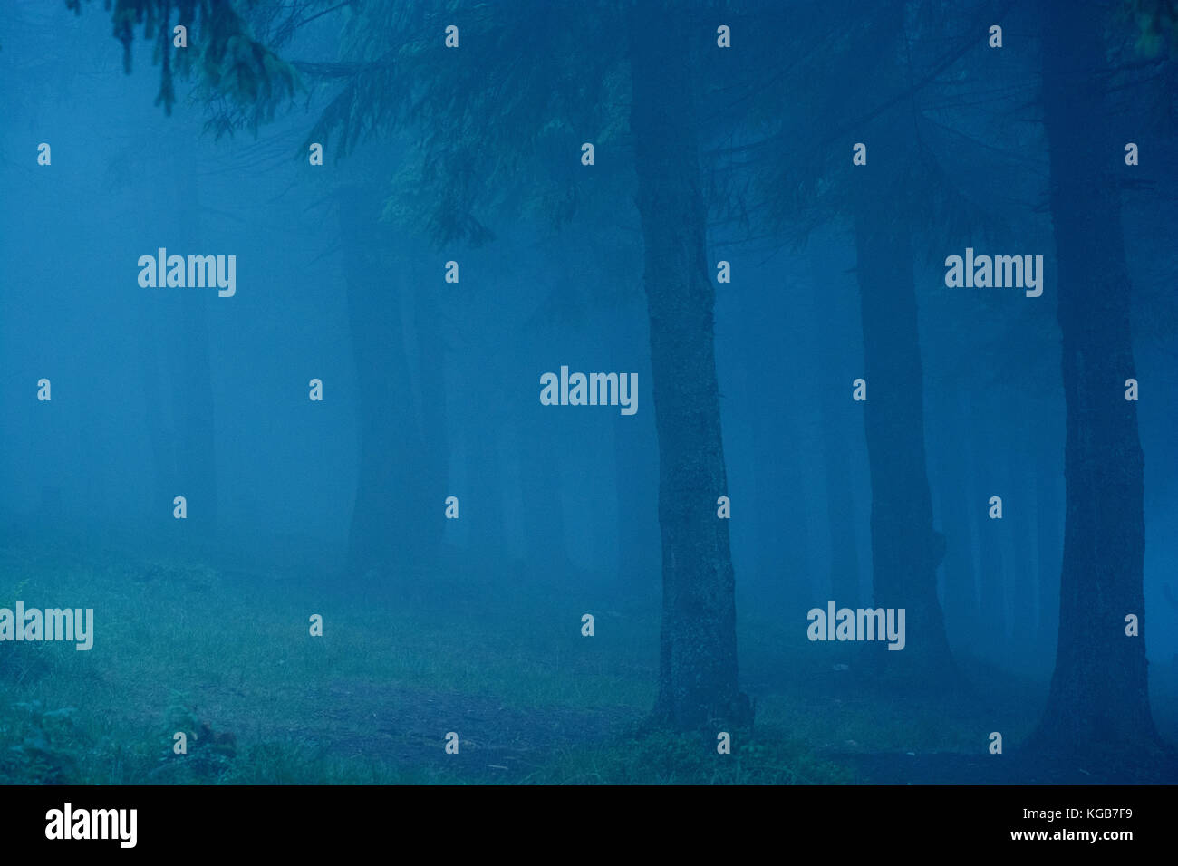 Forêt de rêve sombre avec brouillard. beatuful arrière-plan. Banque D'Images