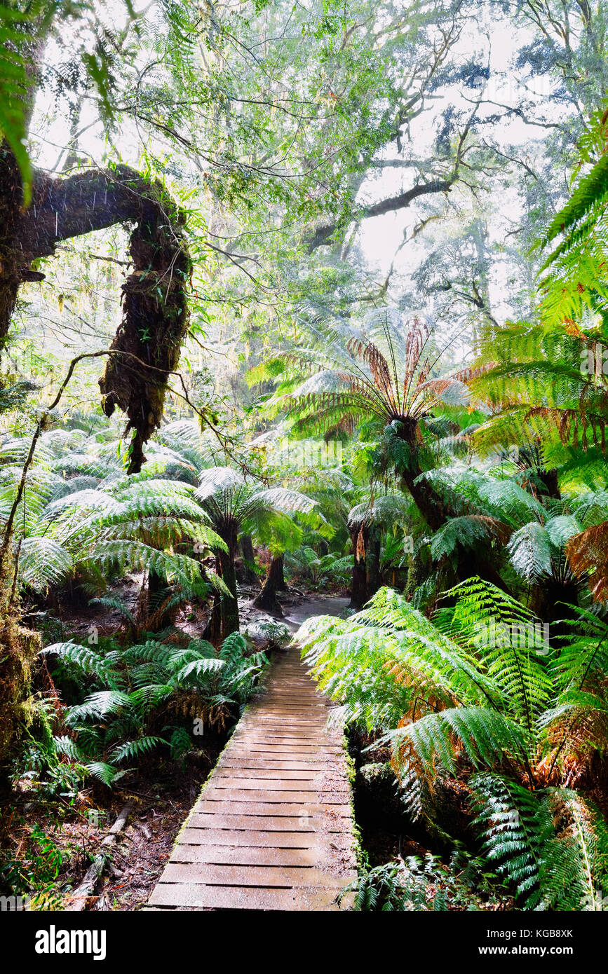 L'Australie, Victoria : Chemin dans le Grand Parc National d'Otway par une matinée pluvieuse. Une destination le long de la Great Ocean Road Banque D'Images