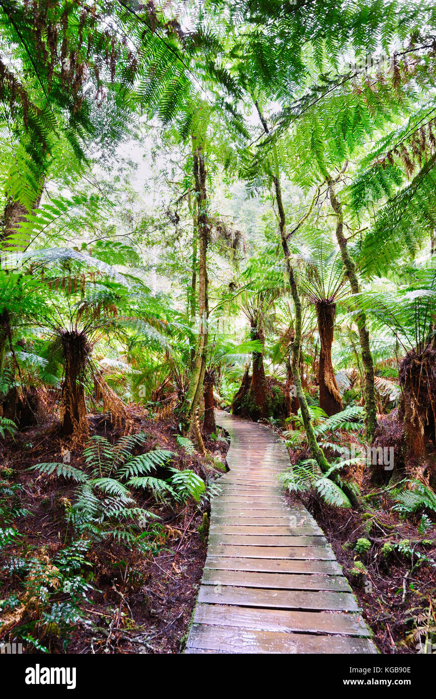L'Australie, Victoria : Chemin dans le Grand Parc National d'Otway par une matinée pluvieuse. Une destination le long de la Great Ocean Road Banque D'Images